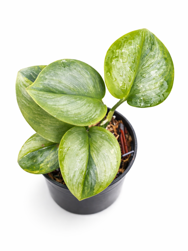 scindapsus rubicon green on green