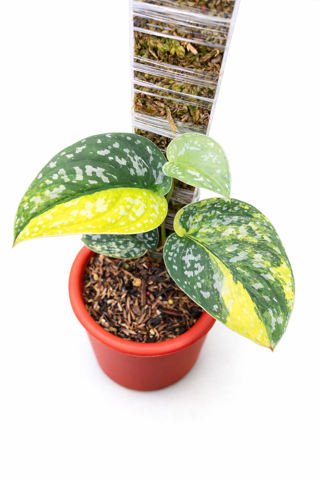 scindapsus senopati scindapsus senopati