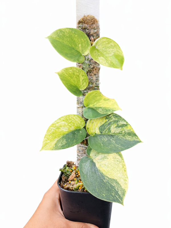 scindapsus silver knight tricolor