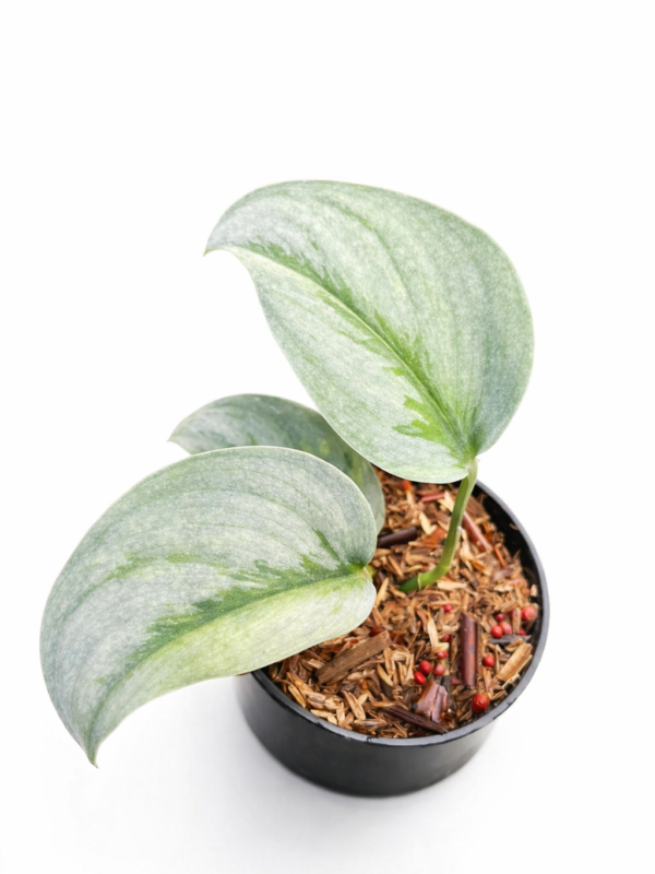 scindasus silver matan