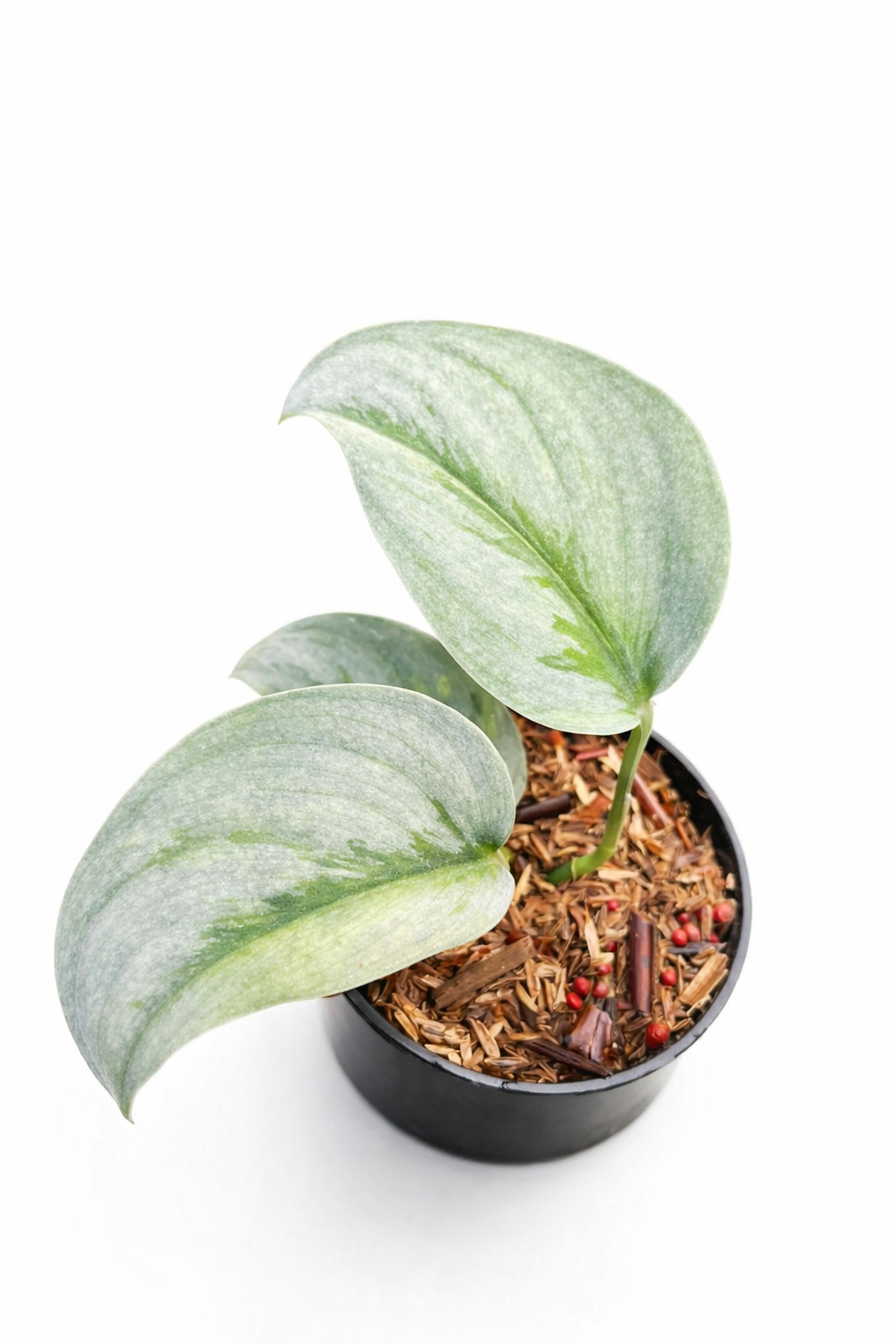 scindasus silver matan scindasus silver matan