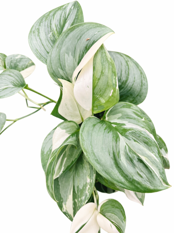 scindapsus moonlight silver albo