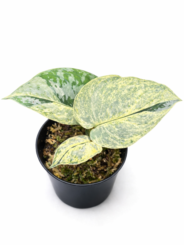 scinapsus supermoon tilung