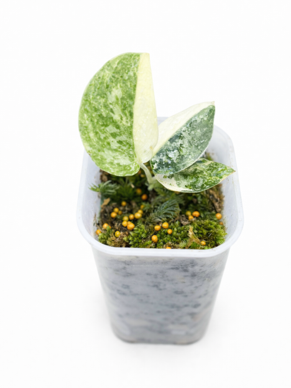 scindapsus white crocodile