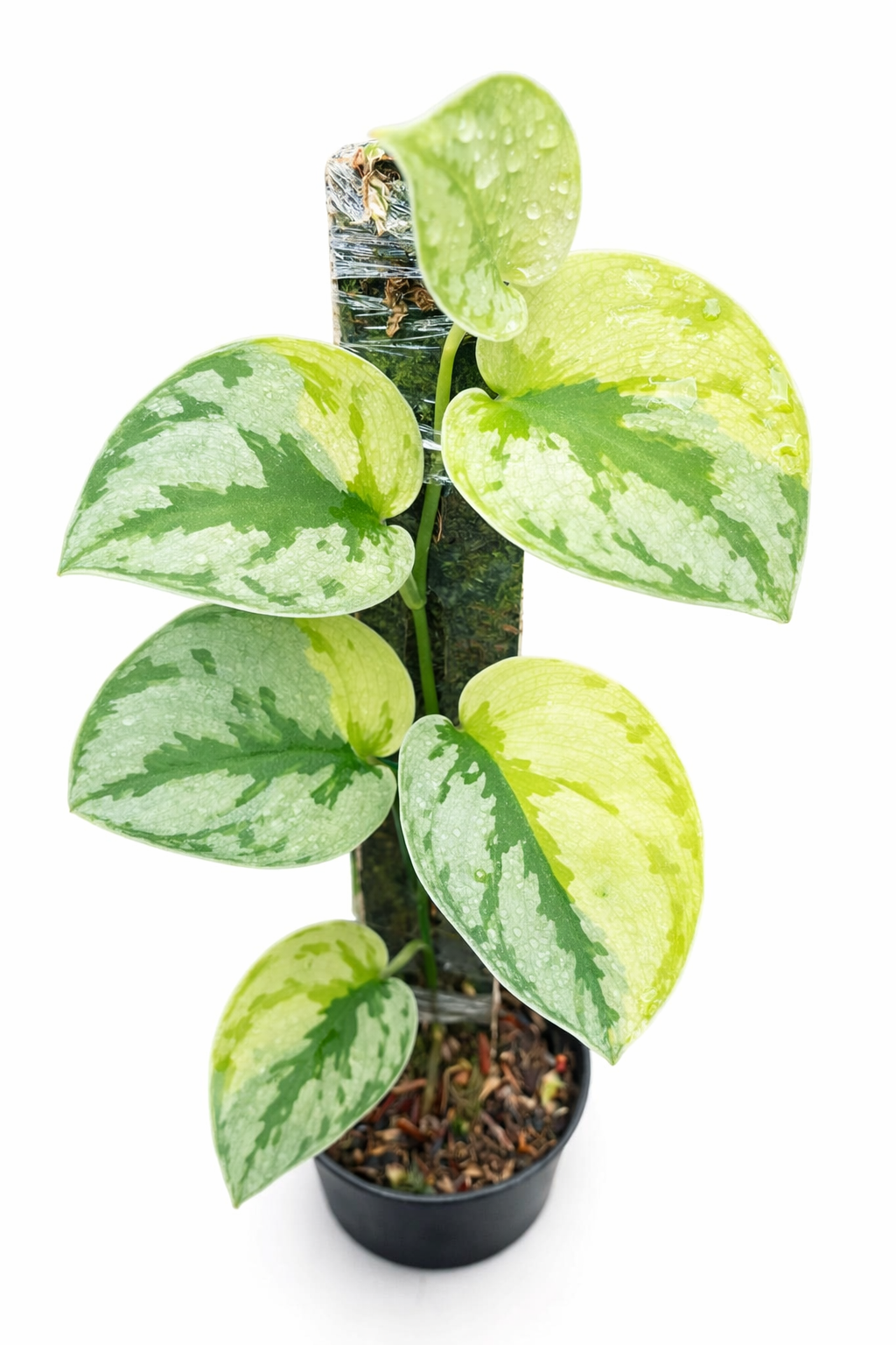 scindpasus yupa scindpasus yupa