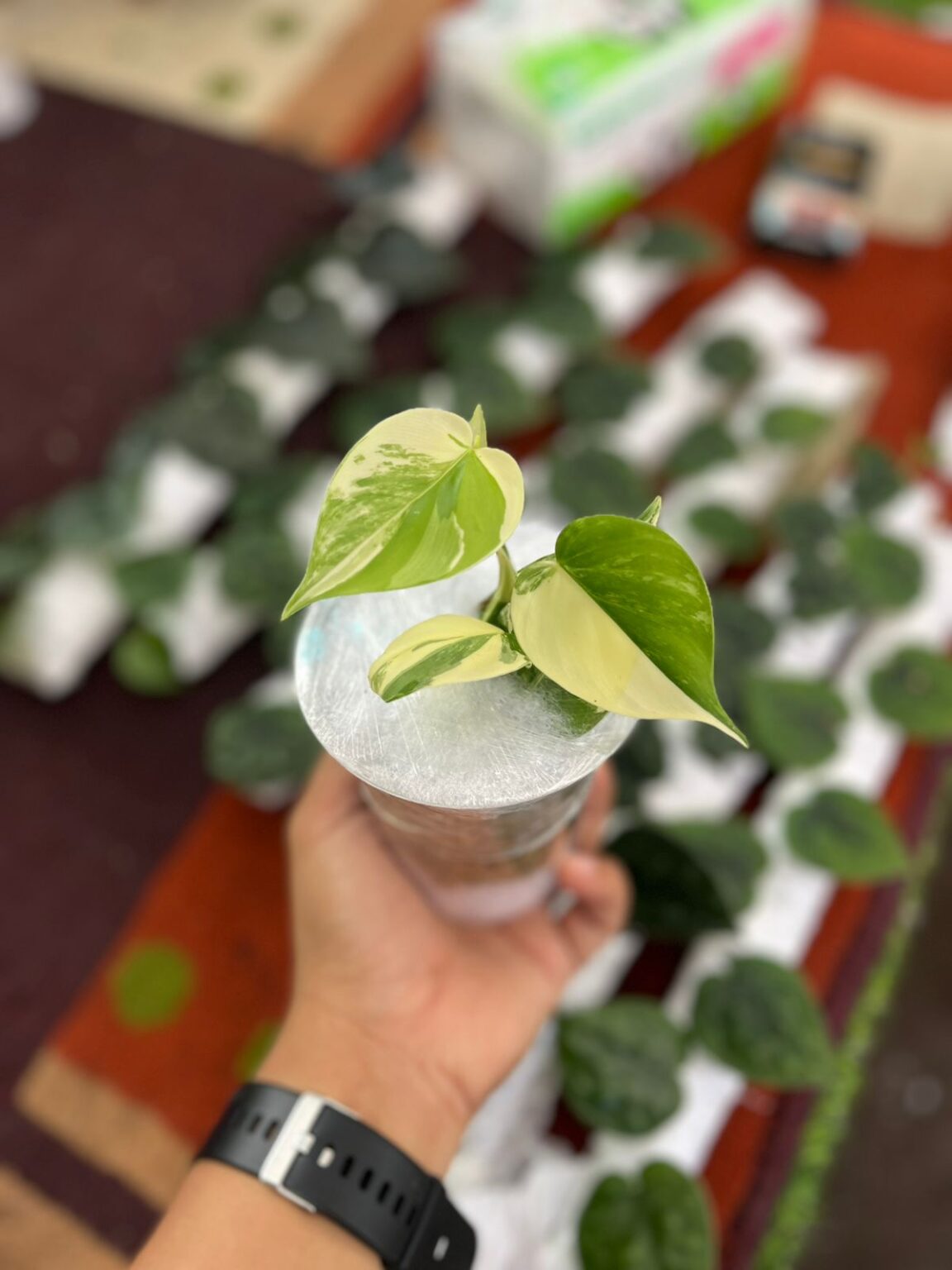 whatsapp image 2026 01 20 at 17.05.04