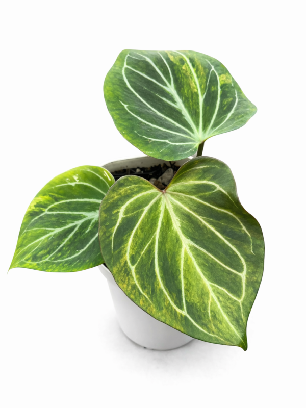 Home anthurium butterfly variegata