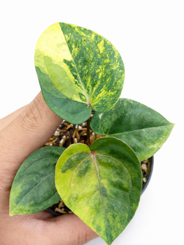 Home anthurium rvdv x tezula var