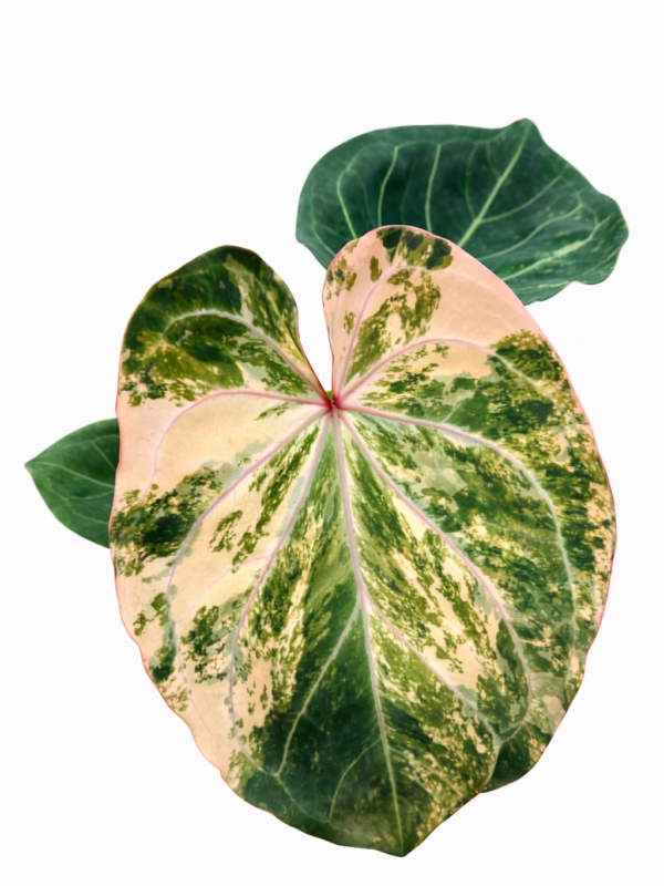 anthurium variegata
