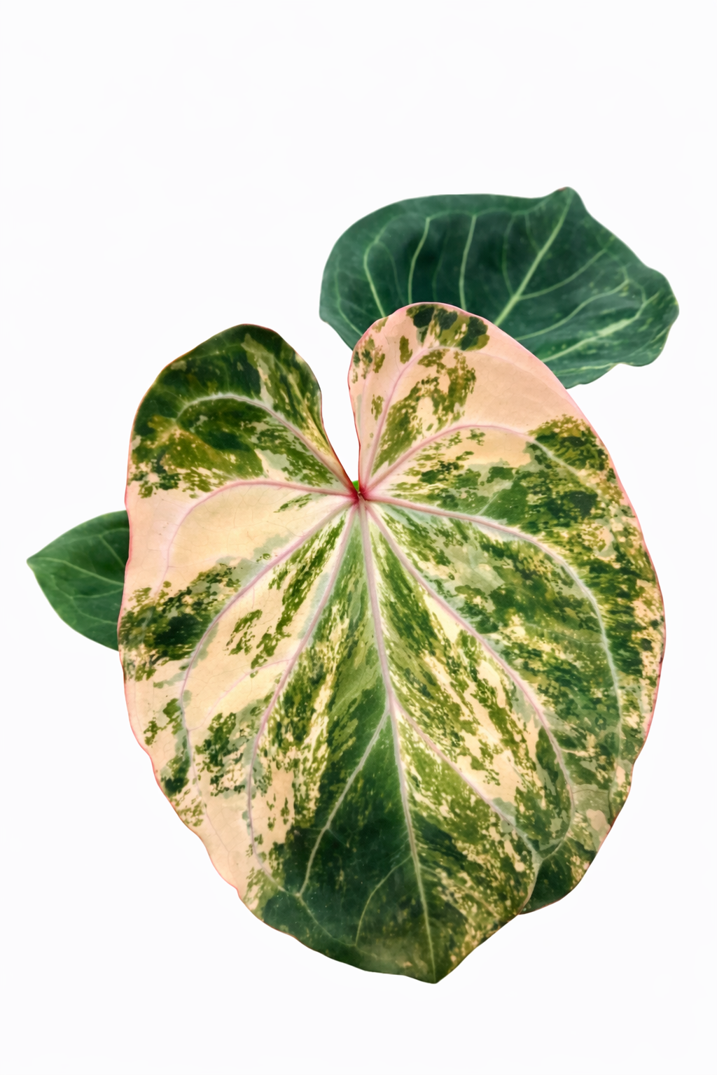 Home anthurium variegata