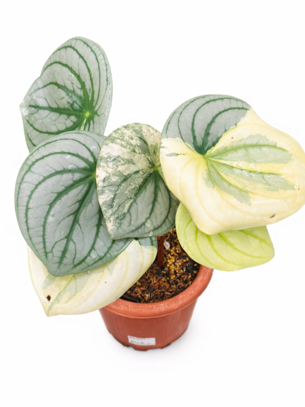 peperomia watermelon variegata