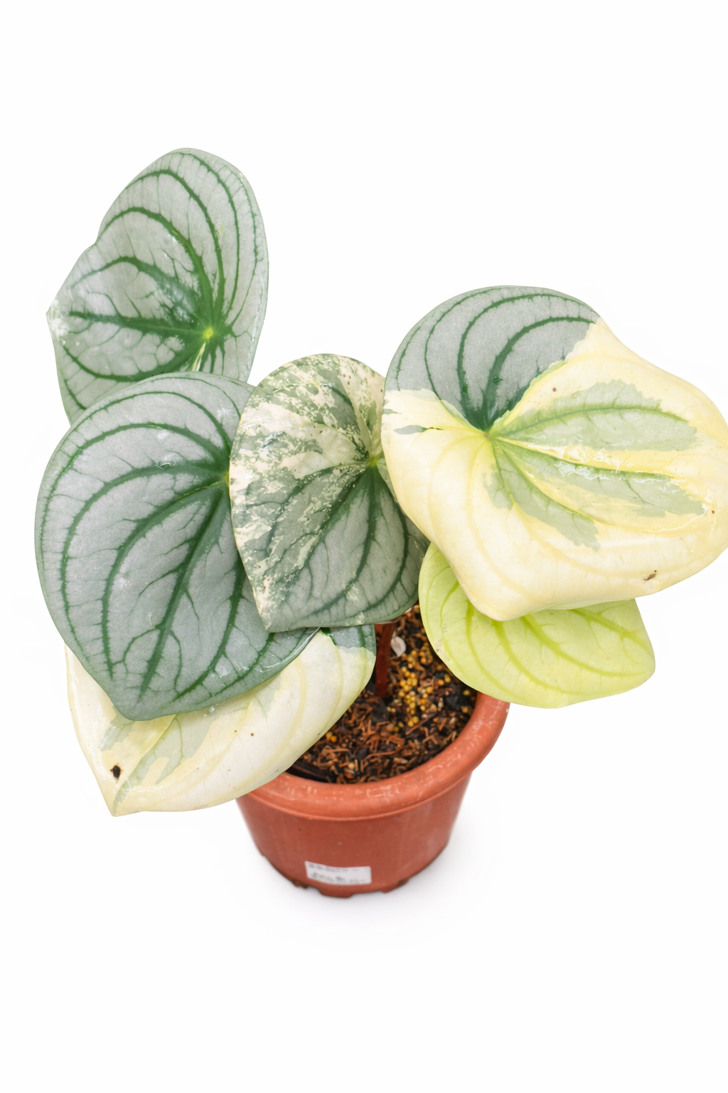 Home peperomia watermelon variegata