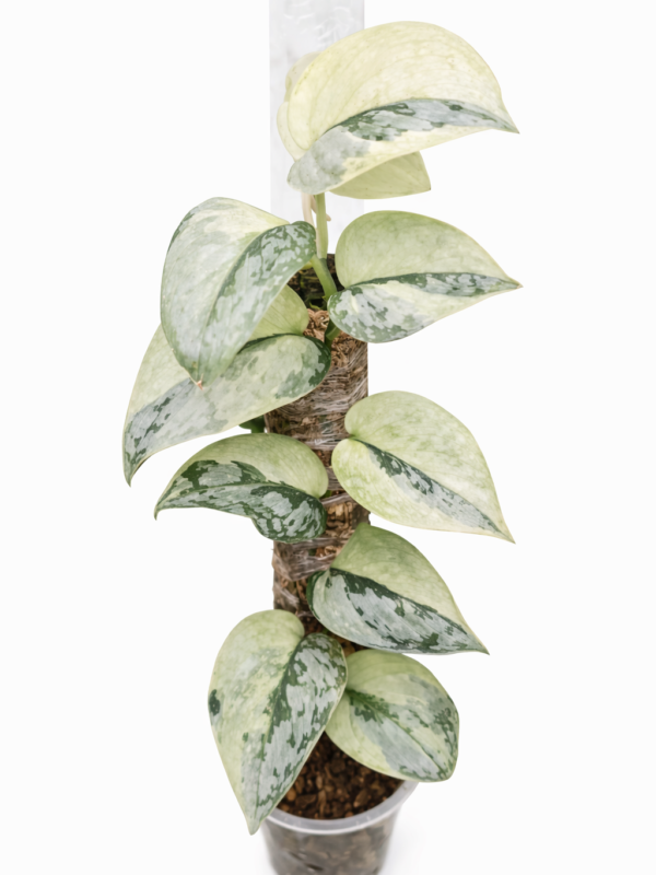 scindapsus variegata